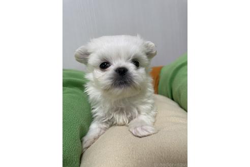 成約済の滋賀県のミックス犬-365452の9枚目