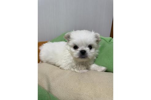成約済の滋賀県のミックス犬-365452の8枚目