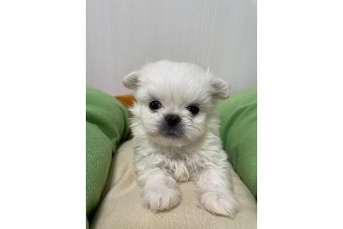 成約済の滋賀県のミックス犬-365452の7枚目