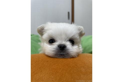 成約済の滋賀県のミックス犬-365452の6枚目