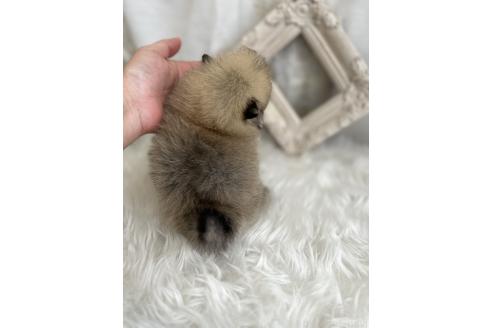 成約済の愛媛県のポメラニアン-368401の2枚目