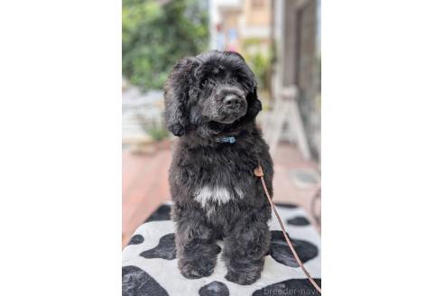 成約済の東京都のその他の犬種-357562の6枚目