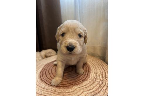 成約済の岡山県のゴールデンドゥードル:ゴールデンレトリーバー×プードル-366516の6枚目