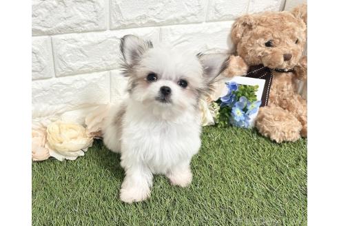 成約済の福岡県のチワマル:チワワ×マルチーズ-347612の17枚目