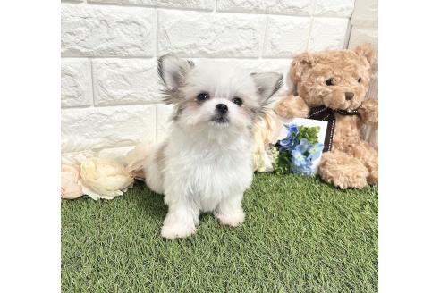 成約済の福岡県のチワマル:チワワ×マルチーズ-347612の10枚目