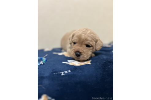 成約済の北海道のミックス犬-367225の11枚目