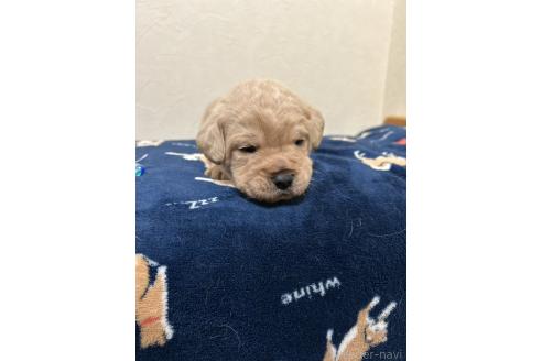 成約済の北海道のミックス犬-367225の10枚目