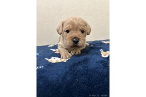 成約済の北海道のミックス犬-367225の9枚目
