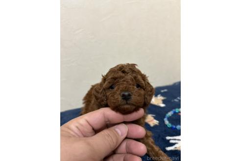 成約済の北海道のトイプードル-365031の9枚目