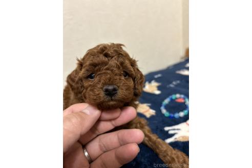 成約済の北海道のトイプードル-365031の8枚目