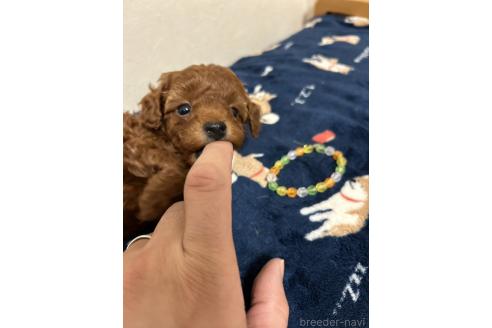販売中の北海道のトイプードル-365030の19枚目