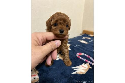 成約済の北海道のタイニープードル-365028の8枚目