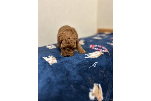 成約済の北海道のタイニープードル-365028の7枚目