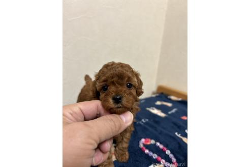 成約済の北海道のタイニープードル-365028の6枚目