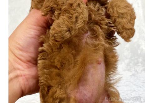 成約済の宮城県のトイプードル-368453の2枚目