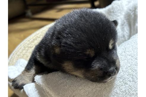 成約済の千葉県の柴犬-366620の3枚目