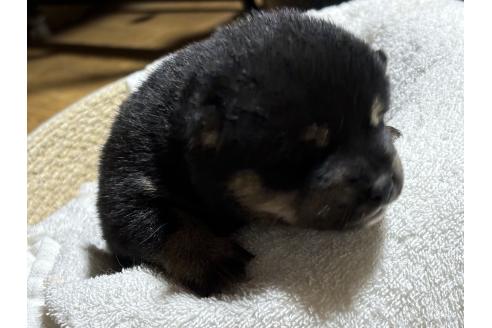 成約済の千葉県の柴犬-366620の2枚目
