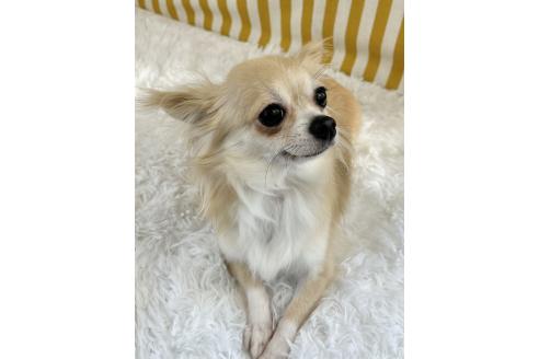 ゆっけちゃん1枚目
