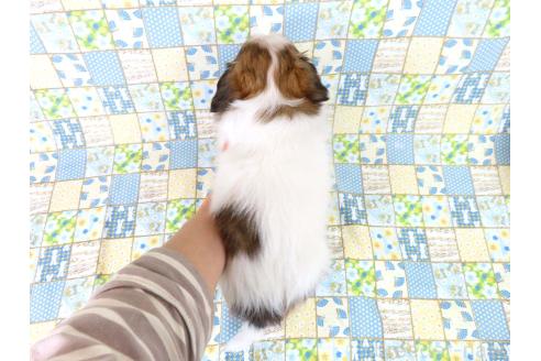 成約済の千葉県のパピヨン-365223の5枚目