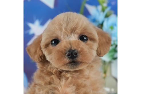 販売中の茨城県のトイプードル-368495