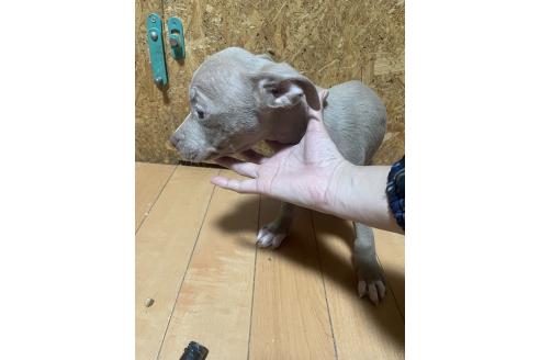 商談中の佐賀県のアメリカンピットブルテリア-357547の4枚目