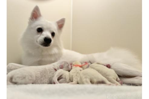 バニラちゃん1枚目