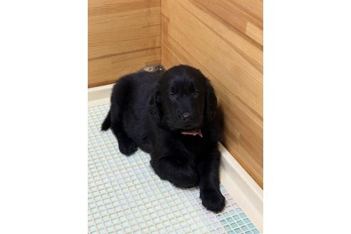 成約済の奈良県のフラットコーテッドレトリーバー-361301の2枚目