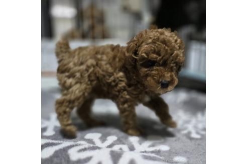 成約済の岡山県のトイプードル-362127の8枚目