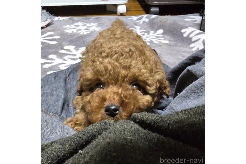 成約済の岡山県のトイプードル-362130の8枚目