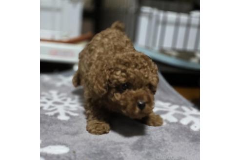 成約済の岡山県のトイプードル-362130の7枚目