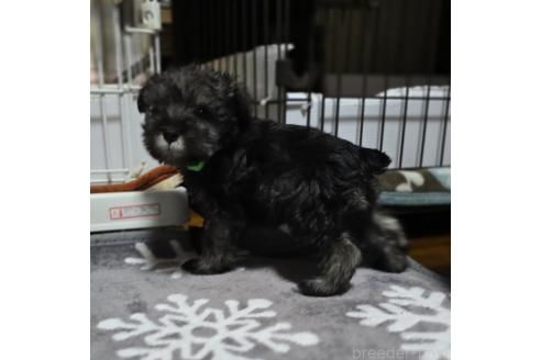 成約済の岡山県のミニチュアシュナウザー-362125の1枚目