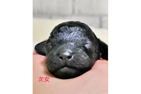 成約済の福岡県のタイニープードル-368520の10枚目