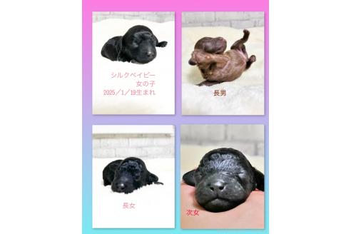 成約済の福岡県のタイニープードル-368520の8枚目