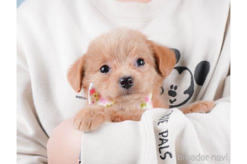 成約済の群馬県のミックス犬-368965の6枚目