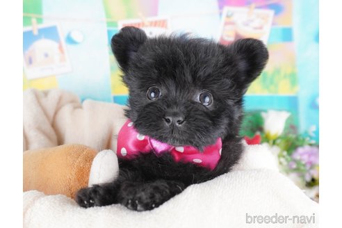 成約済の群馬県のミックス犬-368461の6枚目