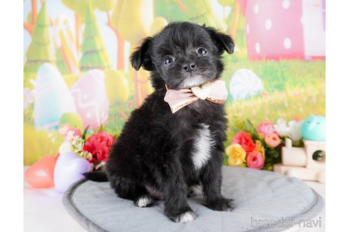 成約済の群馬県のチワプー:チワワ×トイプードル-368470の5枚目