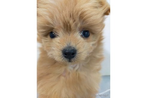 成約済の宮崎県のマルプー:マルチーズ×トイプードル-368485の4枚目
