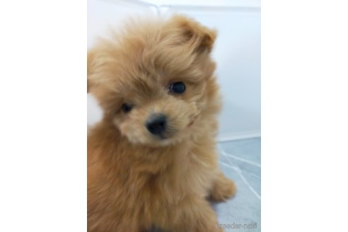 成約済の宮崎県のマルプー:マルチーズ×トイプードル-368485の2枚目