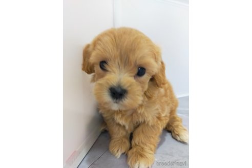 成約済の宮崎県のマルプー:マルチーズ×トイプードル-368517の1枚目