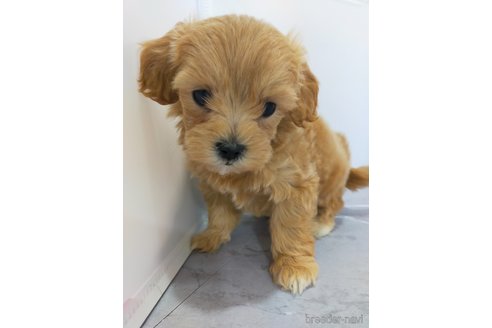 成約済の宮崎県のマルプー:マルチーズ×トイプードル-368517の3枚目
