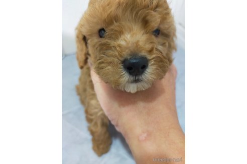成約済の宮崎県のマルプー:マルチーズ×トイプードル-368522の3枚目