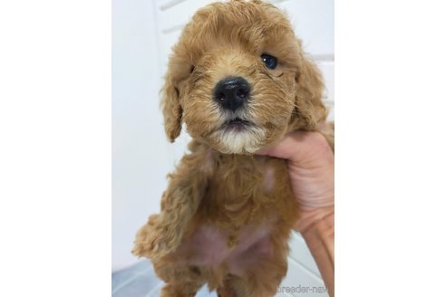 成約済の宮崎県のマルプー:マルチーズ×トイプードル-368522の1枚目