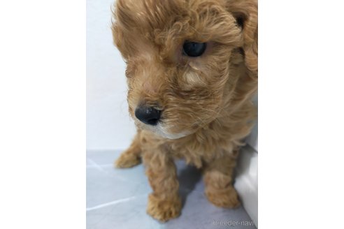 成約済の宮崎県のマルプー:マルチーズ×トイプードル-368522の2枚目