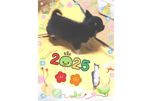 成約済の大阪府のチワワ(ロングコート)-355377の3枚目
