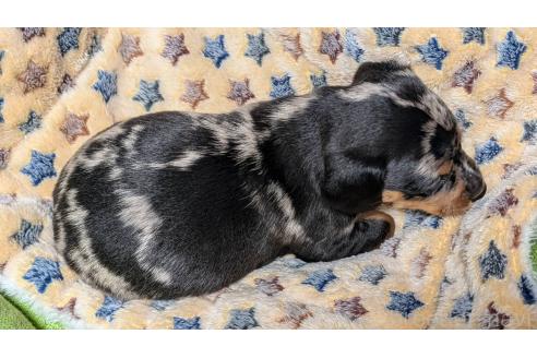 成約済の愛知県のミックス犬-368553の15枚目
