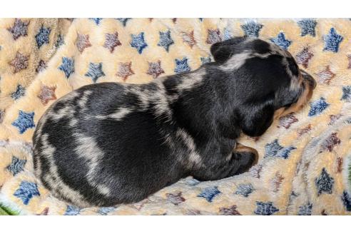 成約済の愛知県のミックス犬-368553の14枚目