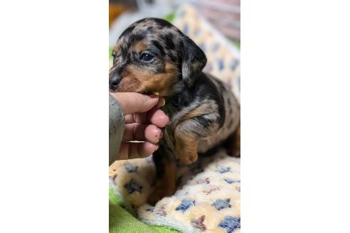 成約済の愛知県のミックス犬-368553の13枚目