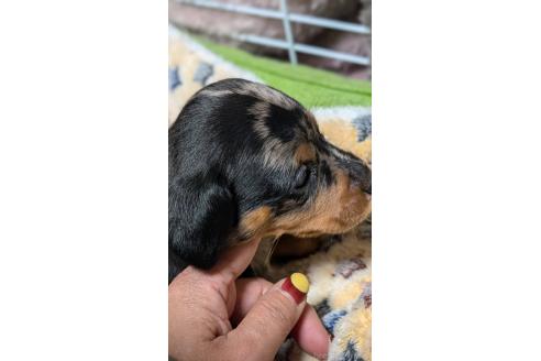 成約済の愛知県のミックス犬-368553の12枚目