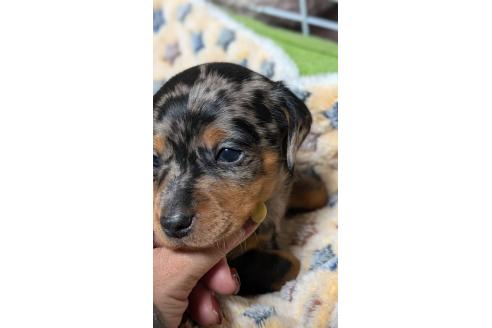 成約済の愛知県のミックス犬-368553の11枚目