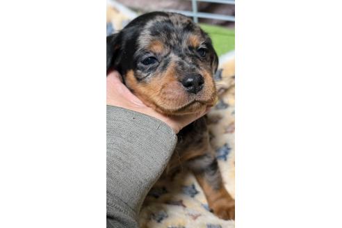 成約済の愛知県のミックス犬-368553の10枚目